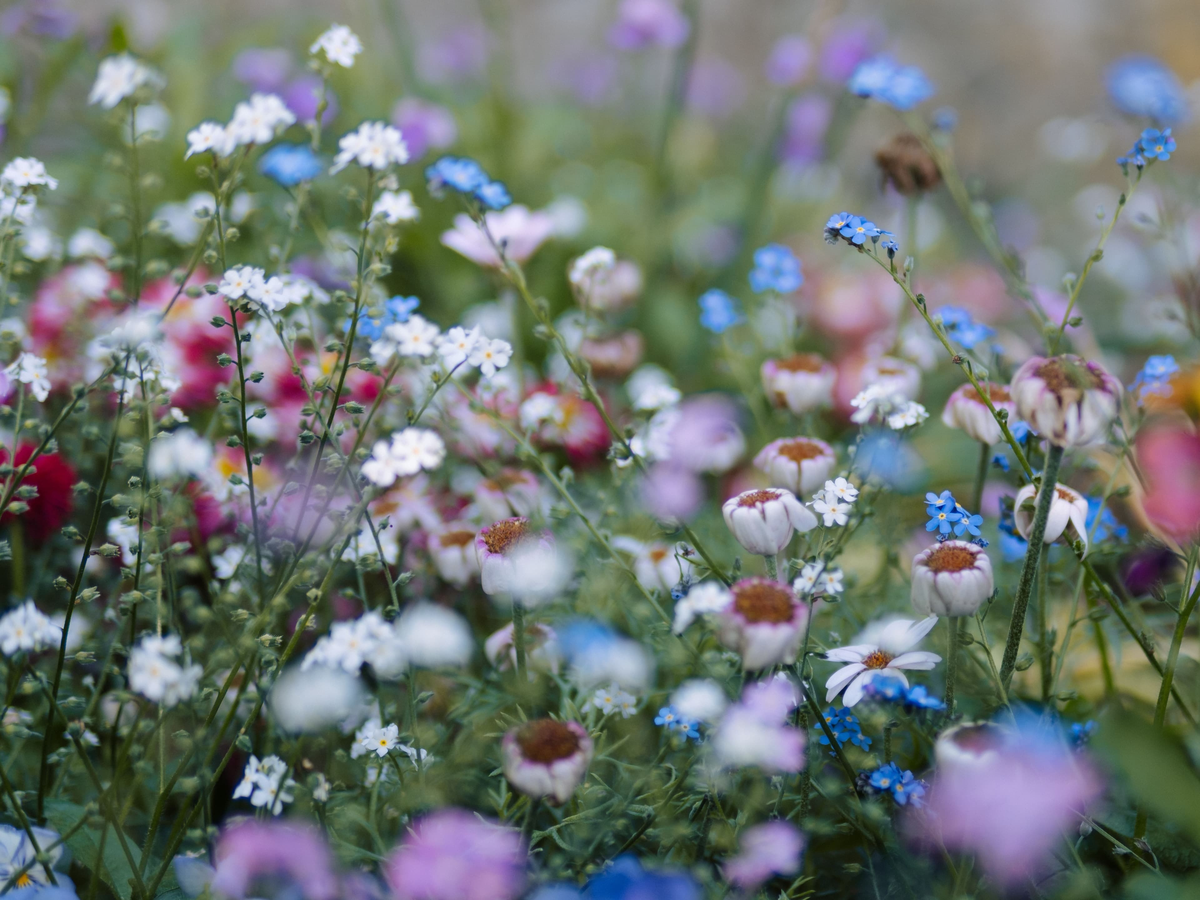 Närbild av en blomsteräng med vita, blå, rosa och lila blommor i grönskande växtlighet.